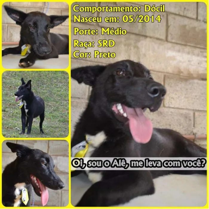 Cachorro ra a SRD idade 2 anos nome ALÊ, Fofura!