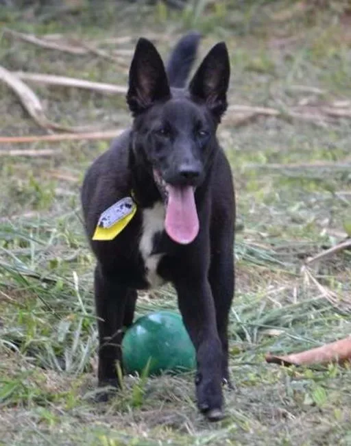 Cachorro ra a SRD idade 2 anos nome ALÊ, Fofura!