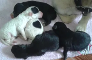 Cachorro raça vira-lata idade Abaixo de 2 meses nome Sem Nome