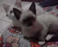 lili e jude