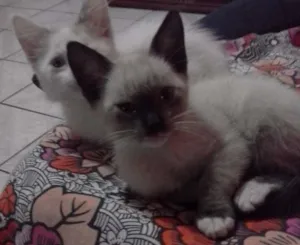 Gato raça SRD idade 2 a 6 meses nome lili e jude