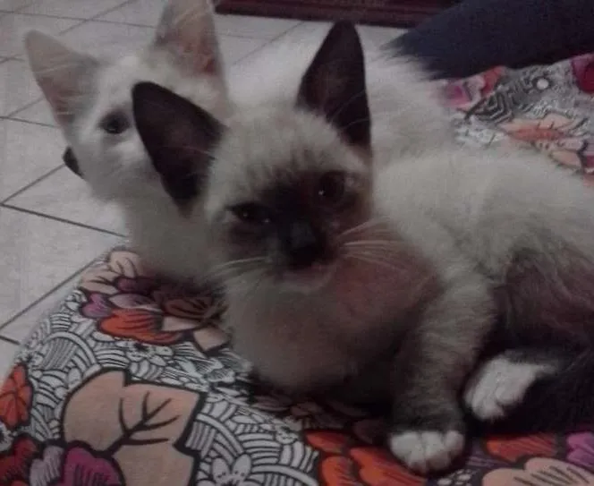 Gato ra a SRD idade 2 a 6 meses nome lili e jude