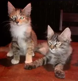 Gato raça Misturado idade 2 a 6 meses nome Nao tem nome