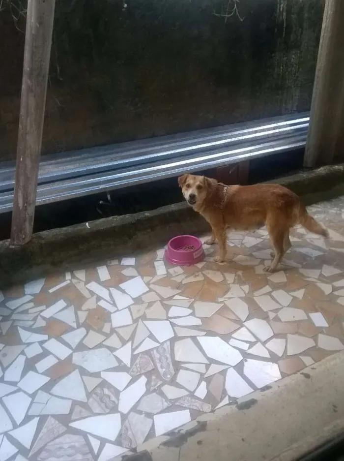 Cachorro ra a vira lata idade 3 anos nome amarelinha