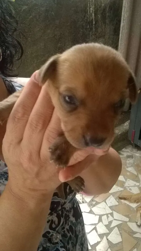 Cachorro ra a vira lata idade 3 anos nome amarelinha