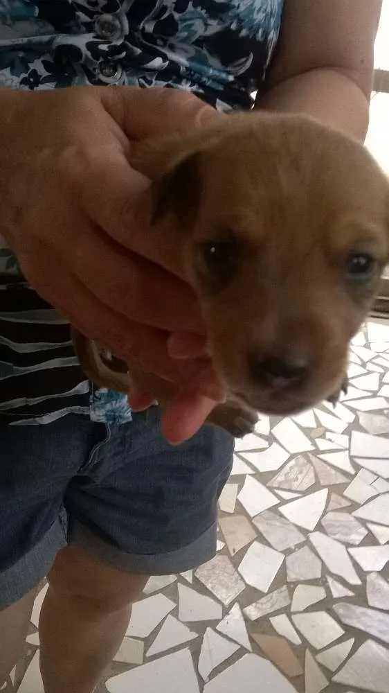 Cachorro ra a vira lata idade 3 anos nome amarelinha