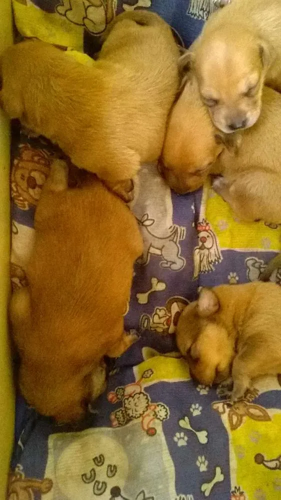 Cachorro ra a vira lata idade 3 anos nome amarelinha