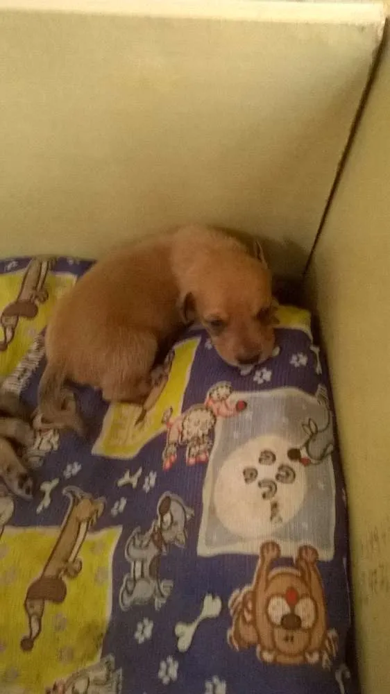 Cachorro ra a vira lata idade 3 anos nome amarelinha