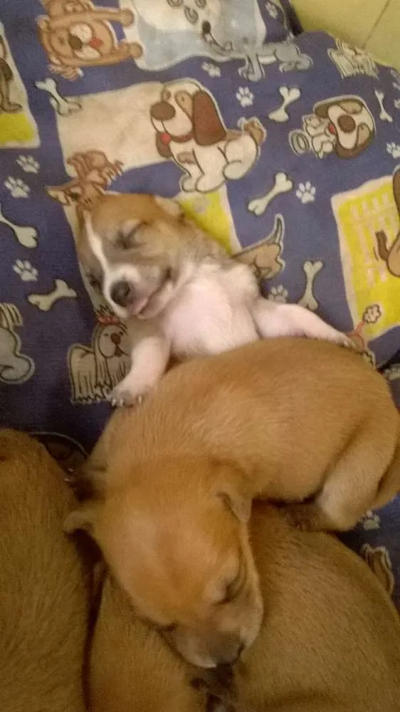 Cachorro ra a vira lata idade 3 anos nome amarelinha