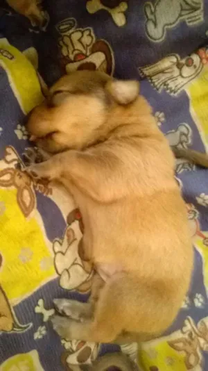 Cachorro raça vira lata idade 3 anos nome amarelinha
