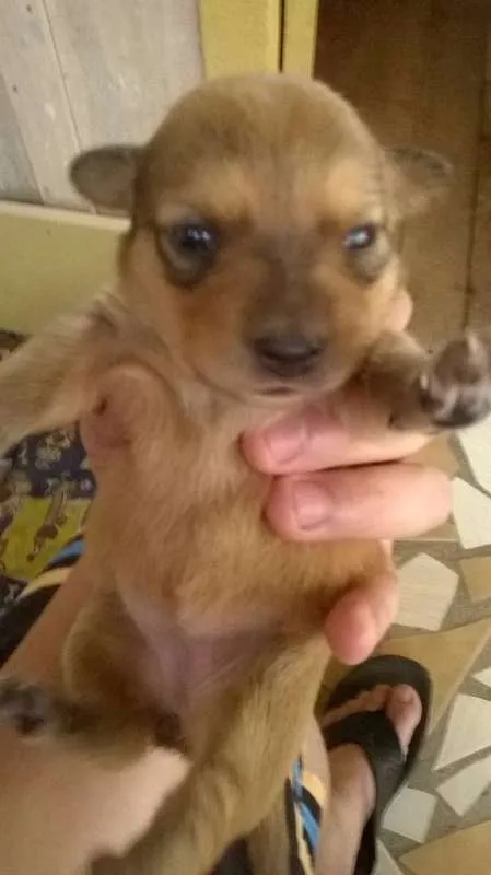 Cachorro ra a vira lata idade 3 anos nome amarelinha