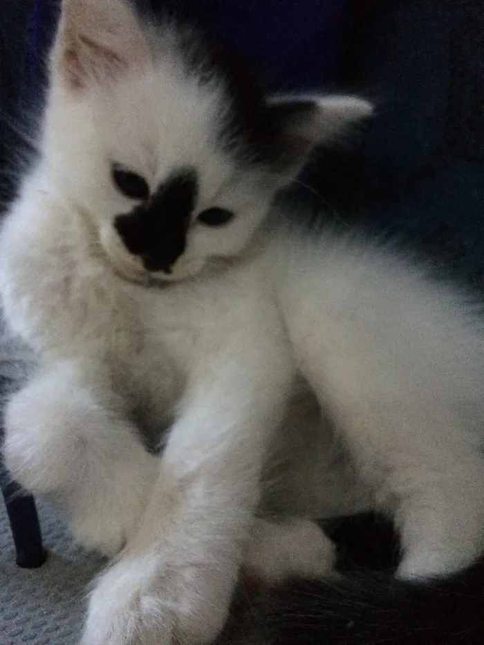 Gato ra a Sem Raça idade Abaixo de 2 meses nome Filhotinhos