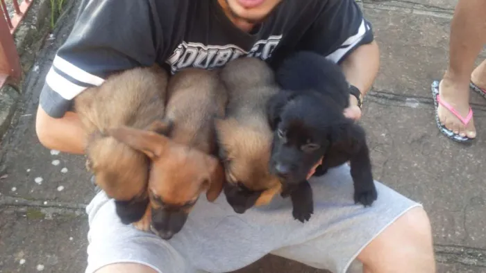 Cachorro ra a SRD idade Abaixo de 2 meses nome Sem nome