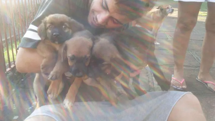 Cachorro ra a SRD idade Abaixo de 2 meses nome Sem nome