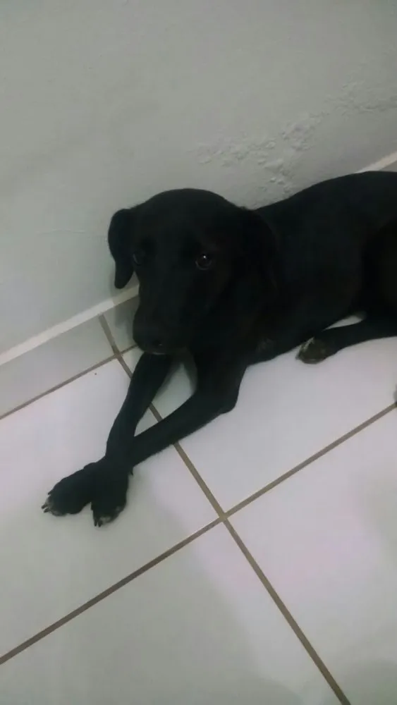 Cachorro ra a SRD idade 7 a 11 meses nome Pretinha