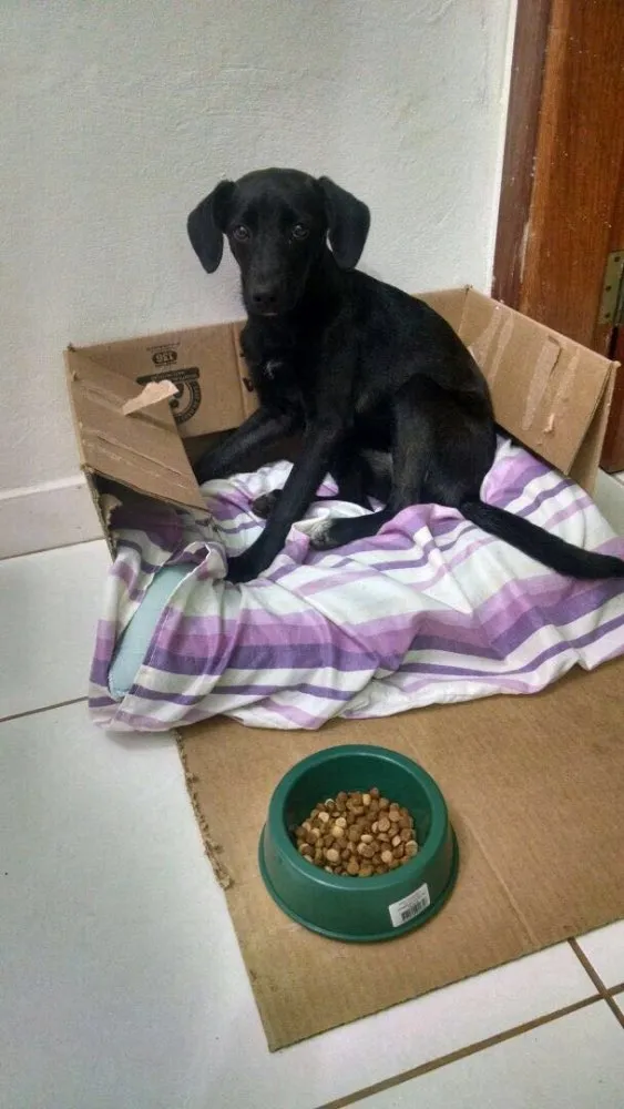 Cachorro ra a SRD idade 7 a 11 meses nome Pretinha
