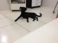 Pretinha