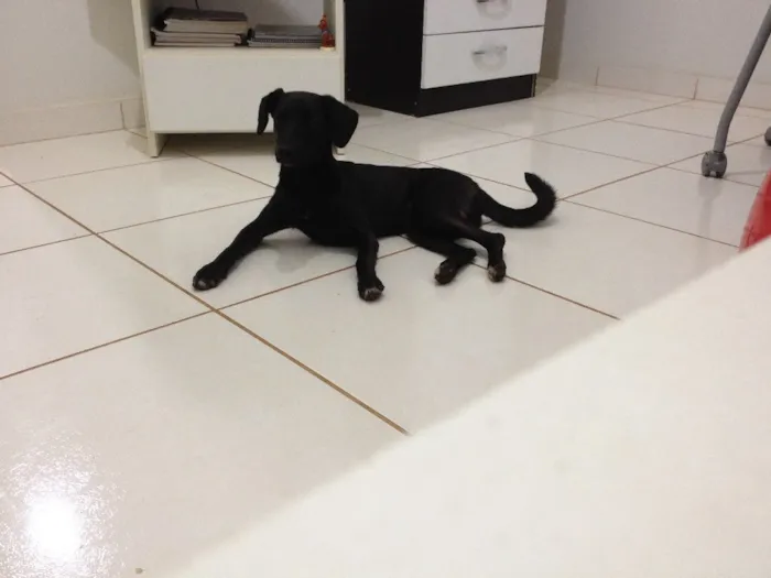 Cachorro ra a SRD idade 7 a 11 meses nome Pretinha