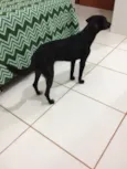 Pretinha