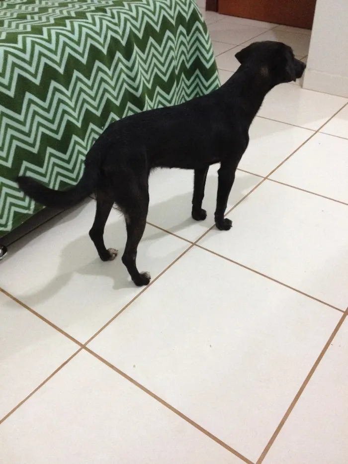 Cachorro ra a SRD idade 7 a 11 meses nome Pretinha