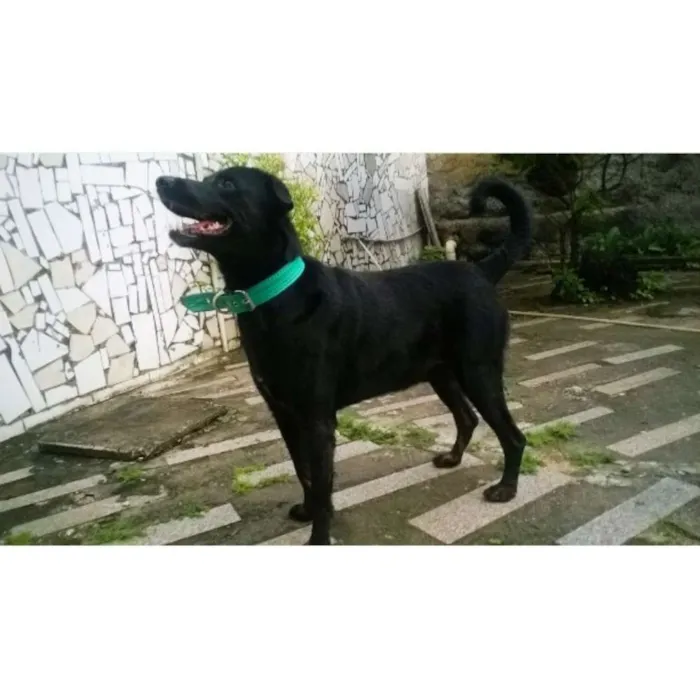 Cachorro ra a Rottweiler Pastor Alemão idade 5 anos nome Negão
