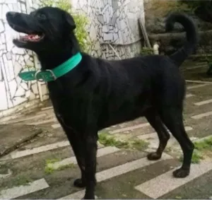 Cachorro raça Rottweiler Pastor Alemão idade 5 anos nome Negão