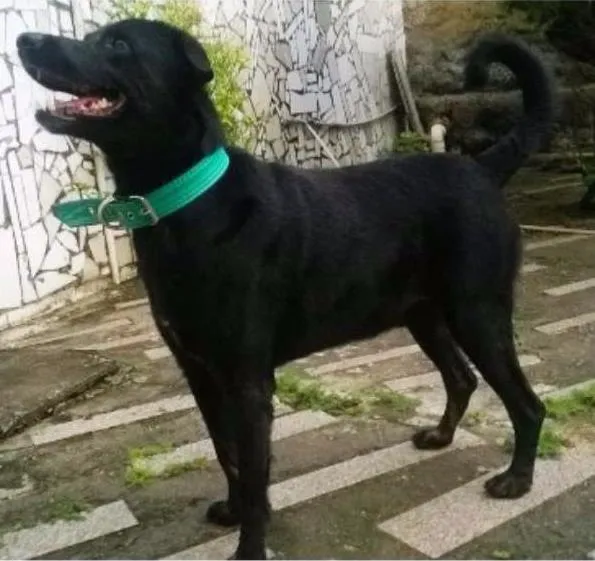 Cachorro ra a Rottweiler Pastor Alemão idade 5 anos nome Negão