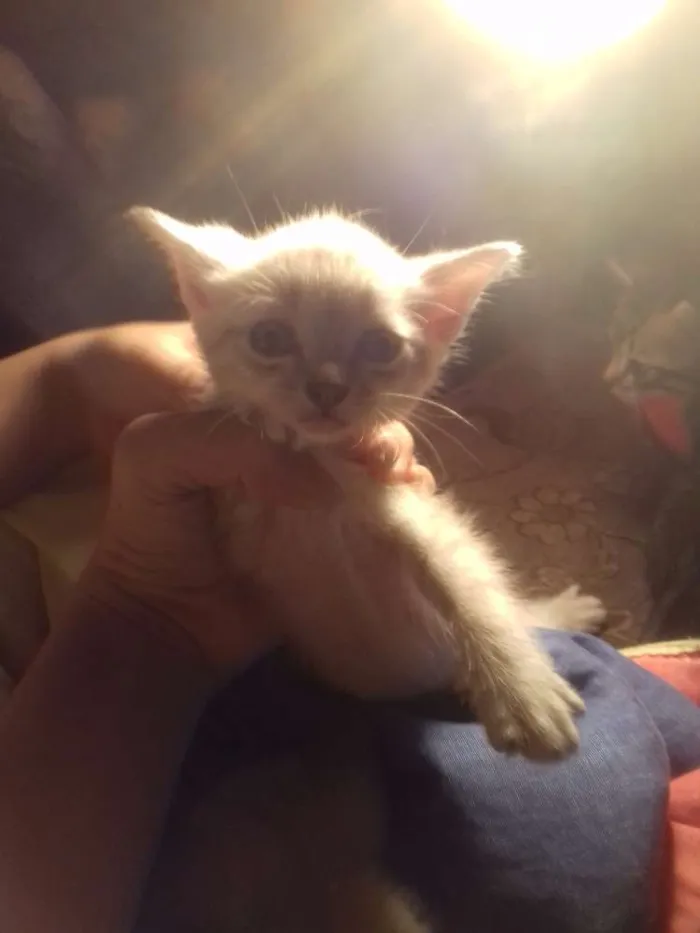 Gato ra a Ciames idade Abaixo de 2 meses nome Gatos