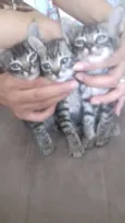 Gatos