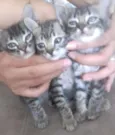 Gatos