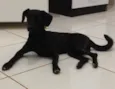 Pretinha
