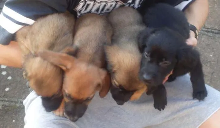Cachorro ra a SRD idade Abaixo de 2 meses nome Sem nome