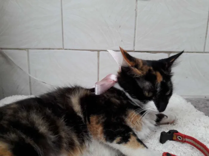 Gato ra a vira lata idade 2 a 6 meses nome pandora