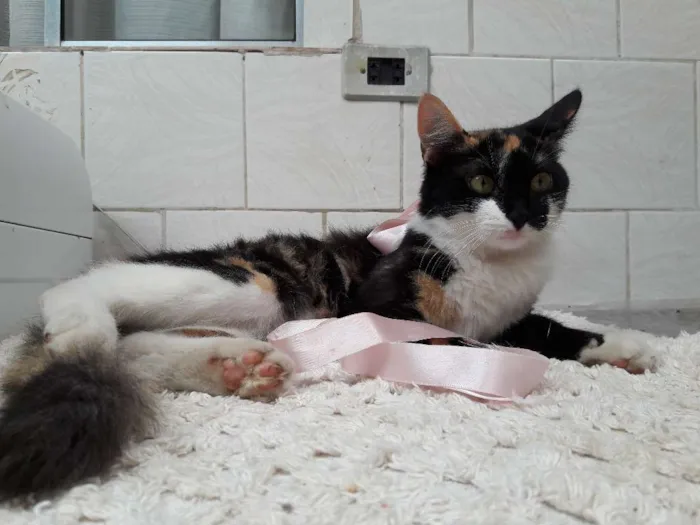 Gato ra a vira lata idade 2 a 6 meses nome pandora