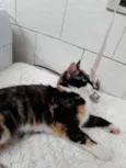 pandora