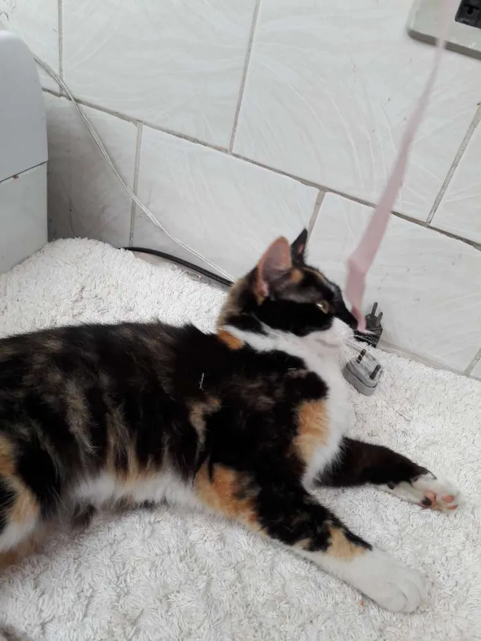 Gato ra a vira lata idade 2 a 6 meses nome pandora