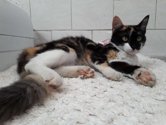 Gato ra a vira lata idade 2 a 6 meses nome pandora