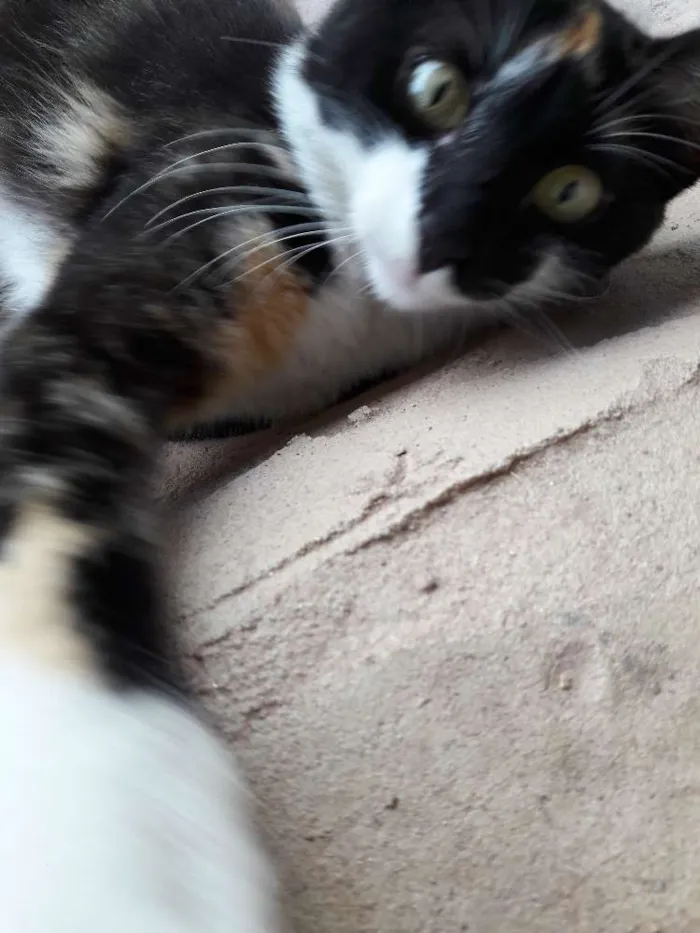 Gato ra a vira lata idade 2 a 6 meses nome pandora