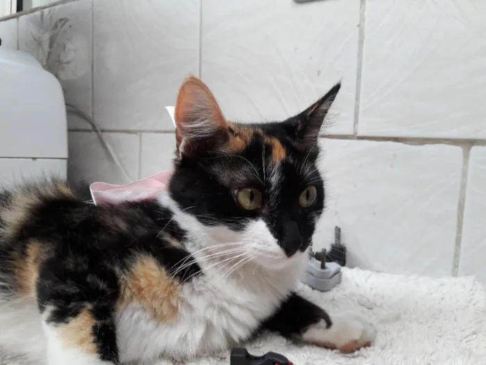 Gato ra a vira lata idade 2 a 6 meses nome pandora