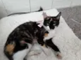 pandora