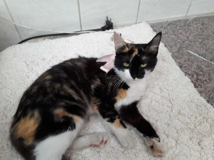 Gato ra a vira lata idade 2 a 6 meses nome pandora