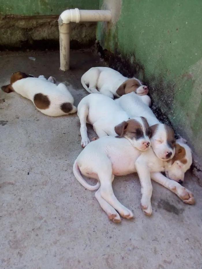 Cachorro ra a Vira lata idade Abaixo de 2 meses nome Sem nomes definidos.