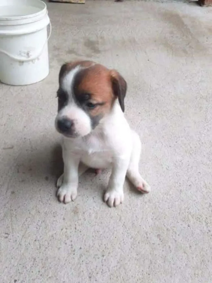 Cachorro ra a Vira lata idade Abaixo de 2 meses nome Sem nomes definidos.