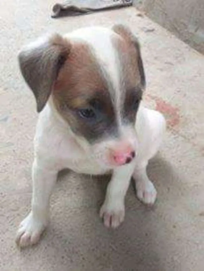 Cachorro ra a Vira lata idade Abaixo de 2 meses nome Sem nomes definidos.