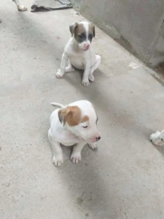 Cachorro ra a Vira lata idade Abaixo de 2 meses nome Sem nomes definidos.