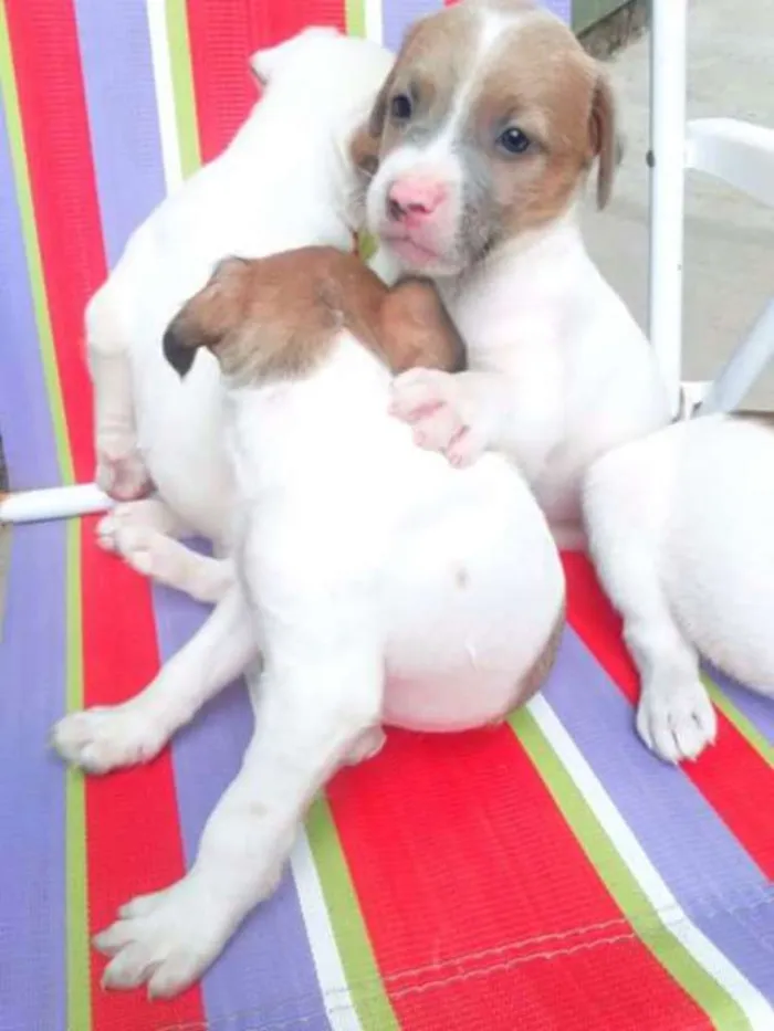 Cachorro ra a Vira lata idade Abaixo de 2 meses nome Sem nomes definidos.