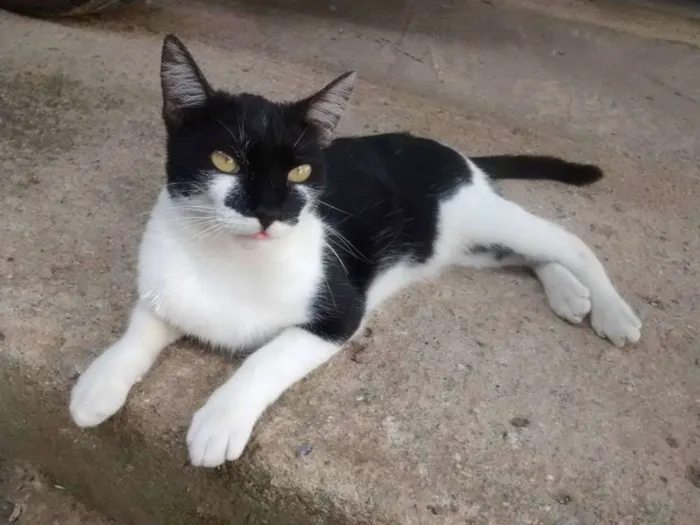 Gato ra a SRD idade 2 a 6 meses nome Chaplim