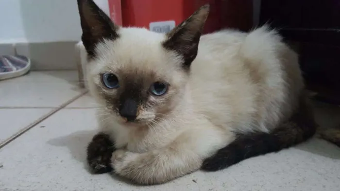 Gato ra a vira-lata  idade Abaixo de 2 meses nome nevasca 