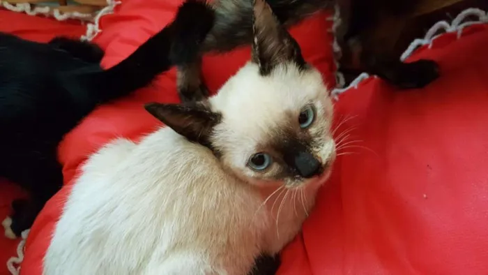 Gato ra a vira-lata  idade Abaixo de 2 meses nome nevasca 