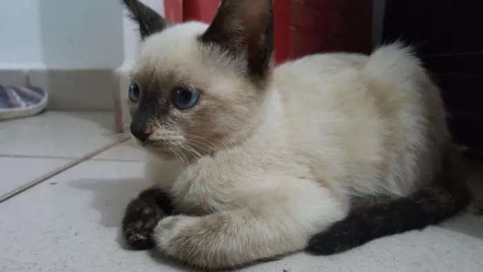 Gato ra a vira-lata  idade Abaixo de 2 meses nome nevasca 